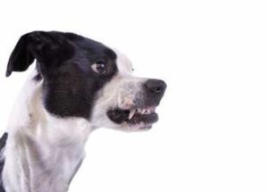 Life After a Dog Bite Injury