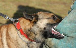 The role of insurance in dog bite cases in Virginia