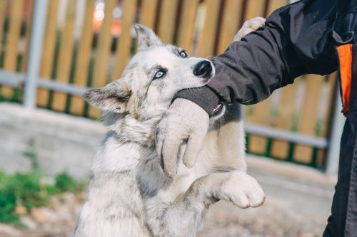 How to Handle a Dog Bite Incident Involving a Child in Burke